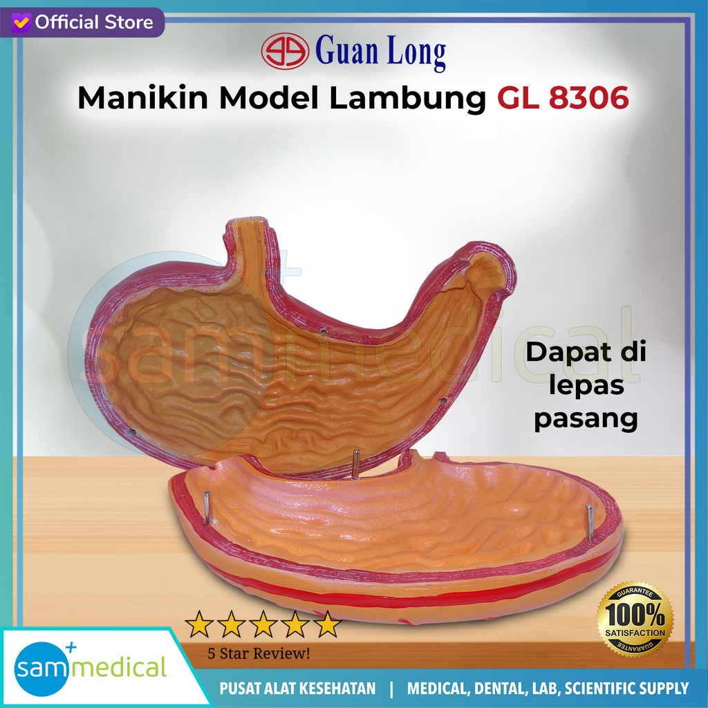 Guan Long Manikin Lambung GL 8306