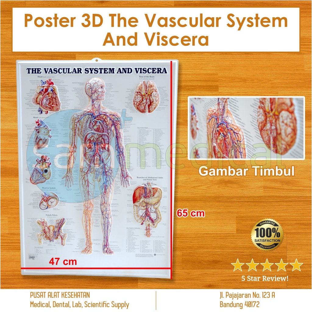 [00120153588] Poster 3D The Vascular System and Viscera 