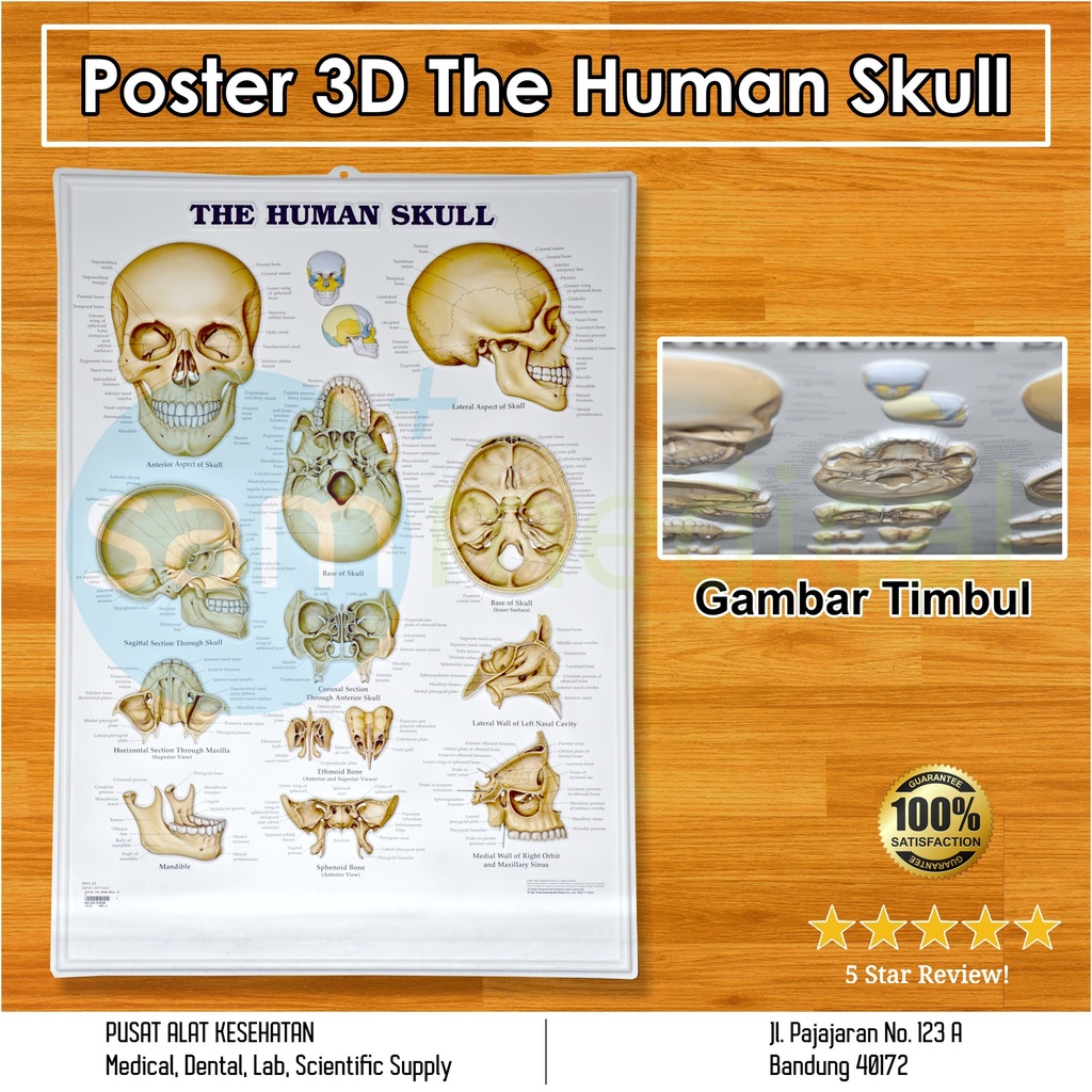 [00120153590] Poster 3D The Human Skull 