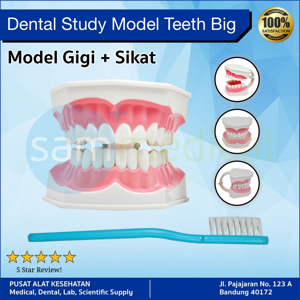 Study Model Gigi Big + Sikat 