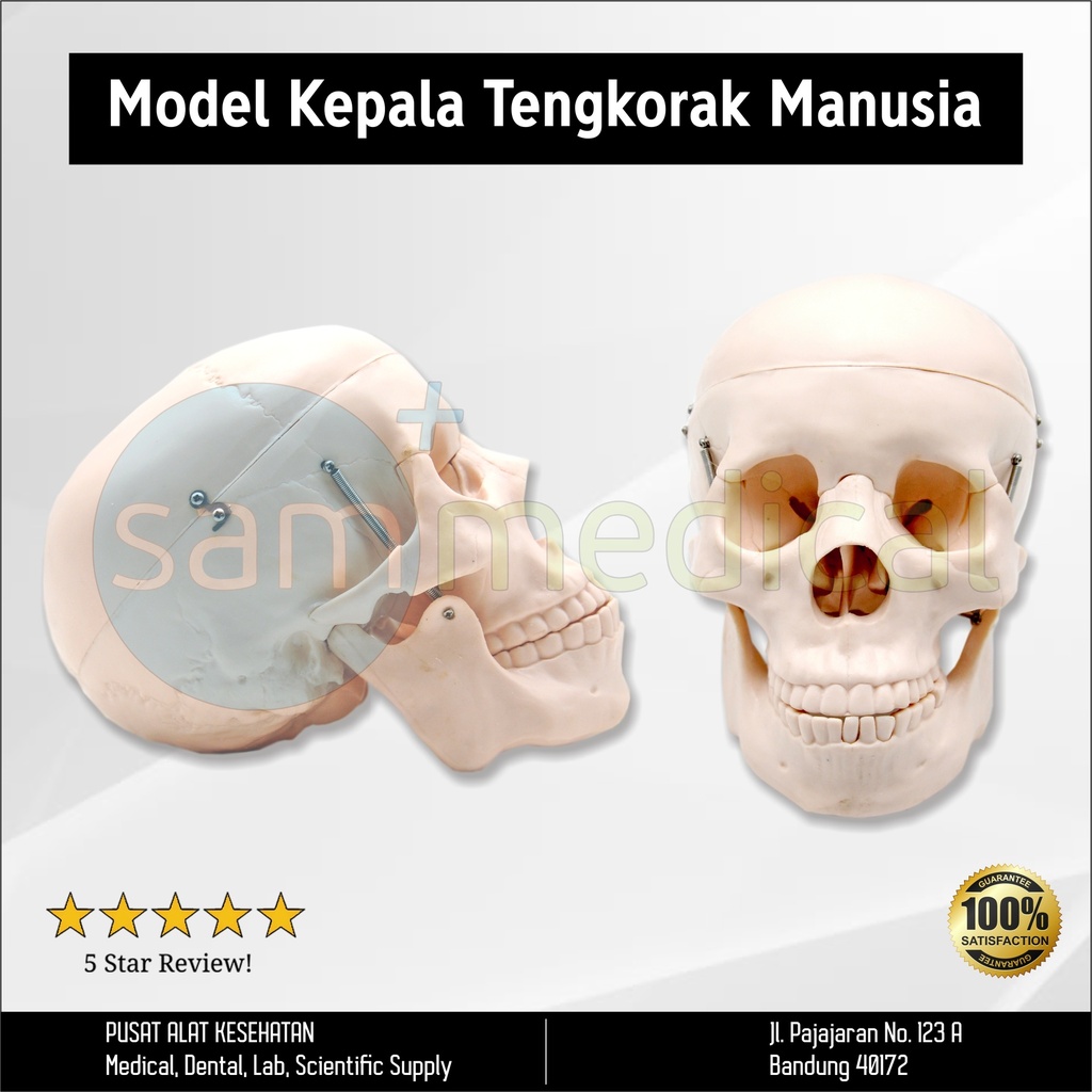 Guan Long Model Kepala Tengkorak Manusia GL 8104