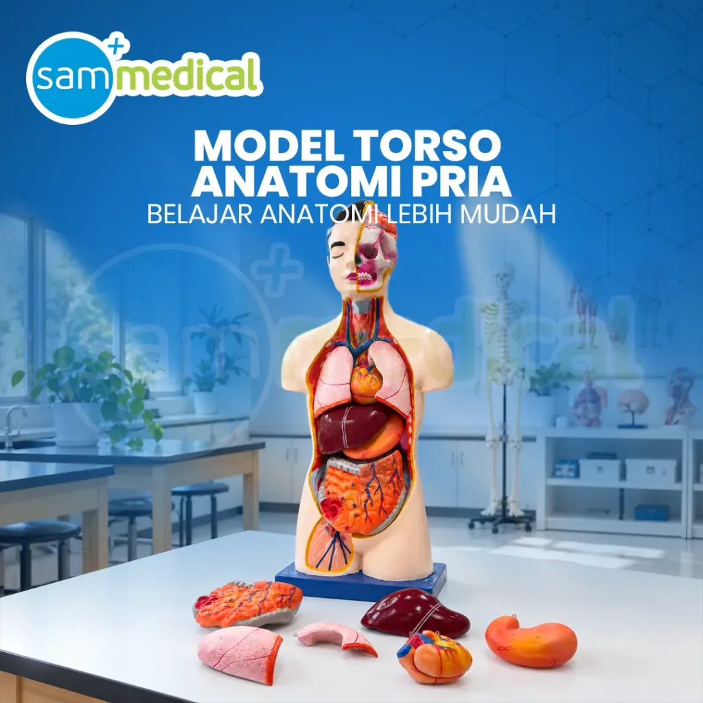 Lokal Model Torso Pria 