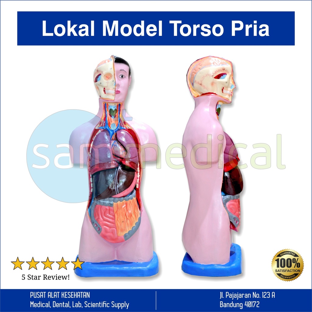 Lokal Model Torso Pria 