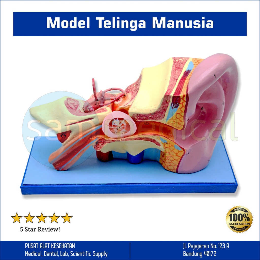 Lokal Model Telinga