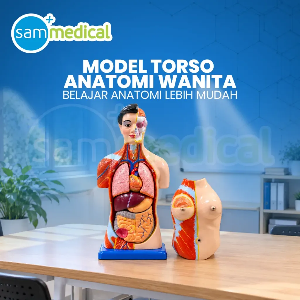 Lokal Model Torso Wanita