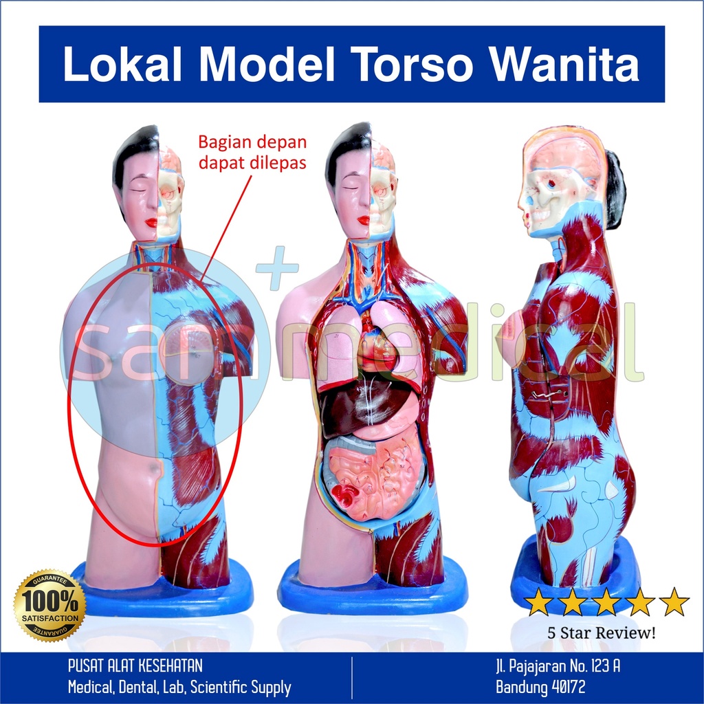 Lokal Model Torso Wanita