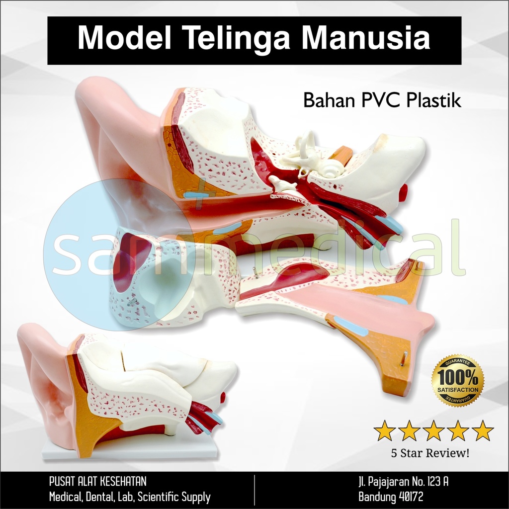 [00120154318] Guan Long Manikin Telinga Manusia PVC GL 8303C