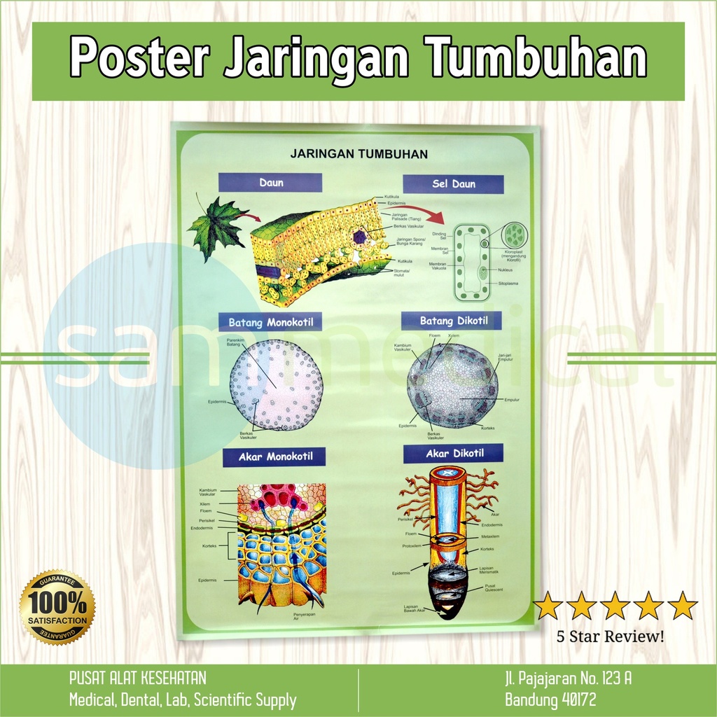 [00120154337] Gambar Jaringan Tumbuhan