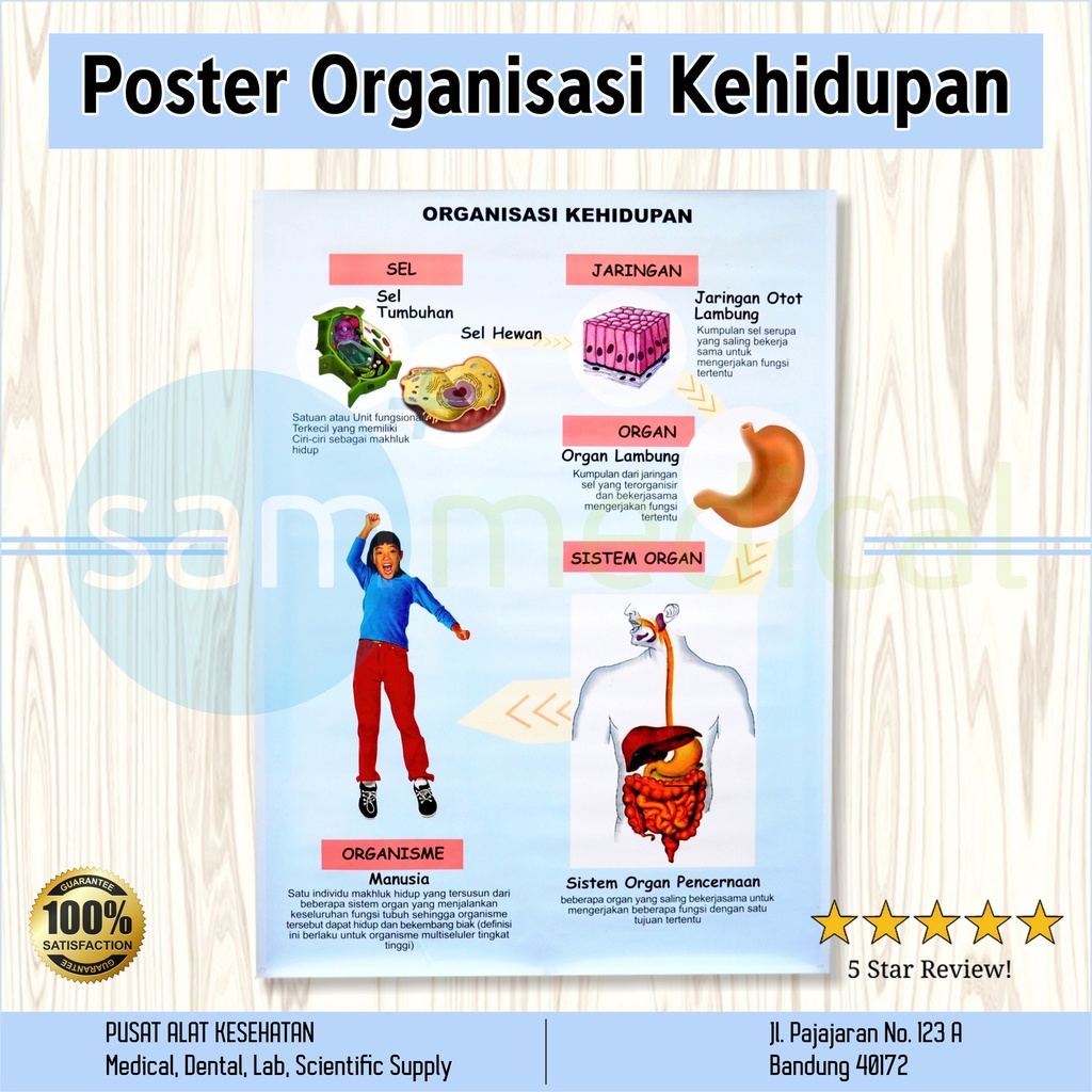 [00120154343] Gambar Organisasi Kehidupan