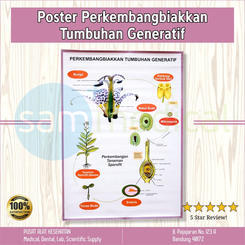 [00120154345] Gambar Perkembangan Tumbuhan Generatif