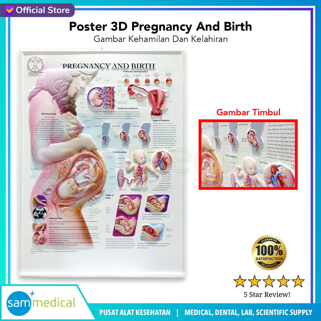 [00620160021] Poster 3D Pregnancy And Birth BS 199RR