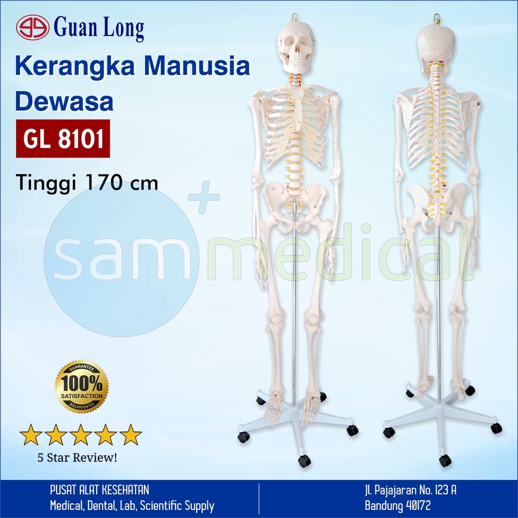 [00120160659] Guan Long Skeleton Full / Kerangka manusia dewasa - 180cm GL 8101