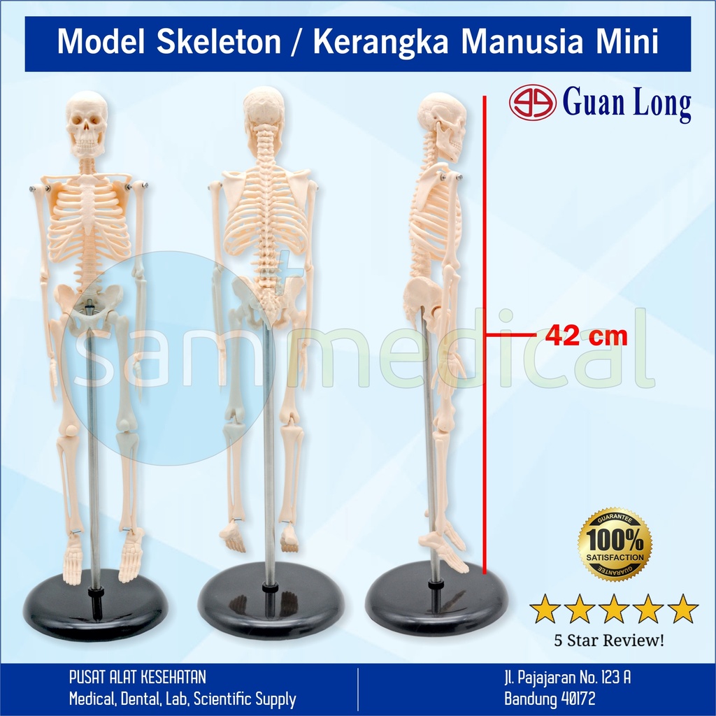 [00120160660] Guan Long Skeleton Mini / kerangka manusia mini - 45cm GL 8103