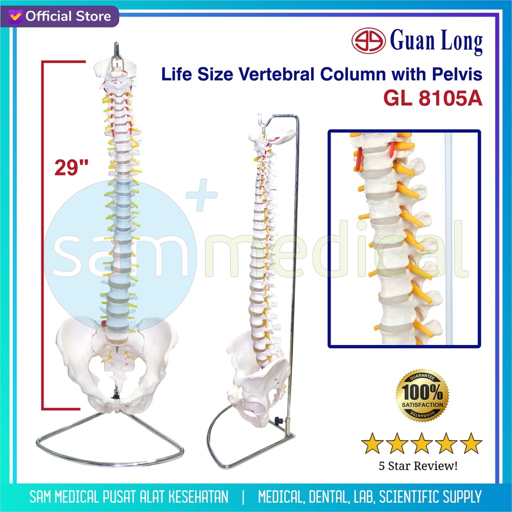 Guan Long Life Size Vertebral Column w/ Pelvis GL 8105A