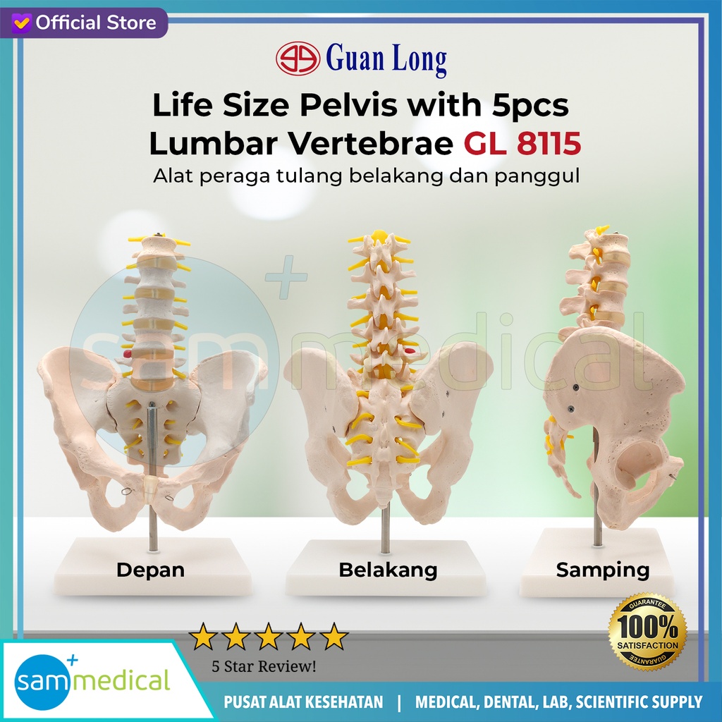 [00120180168] Guan Long Life Size Pelvis w/ 5pcs Lumbar Vertebrae GL 8115