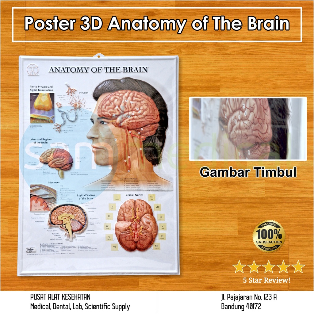 [00120180442] Poster 3D Anatomy of The Brain BS 105RR