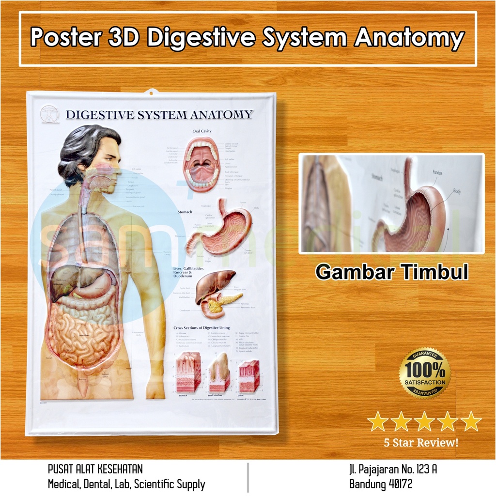 [00120180455] Poster 3D Digestive System Anathomy BS 104RR