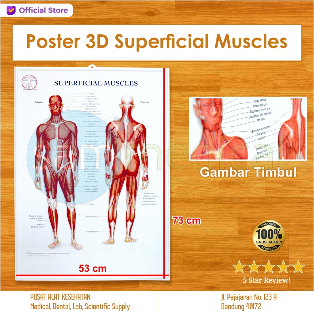 [00120220127] Poster 3D Superficial Muscle BS338RR