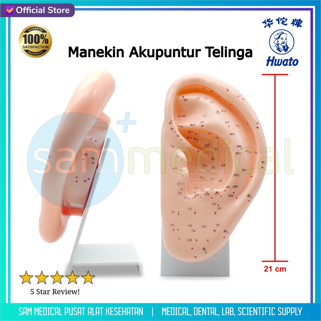 [00120220583] Hwato Manekin Telinga Akupunktur