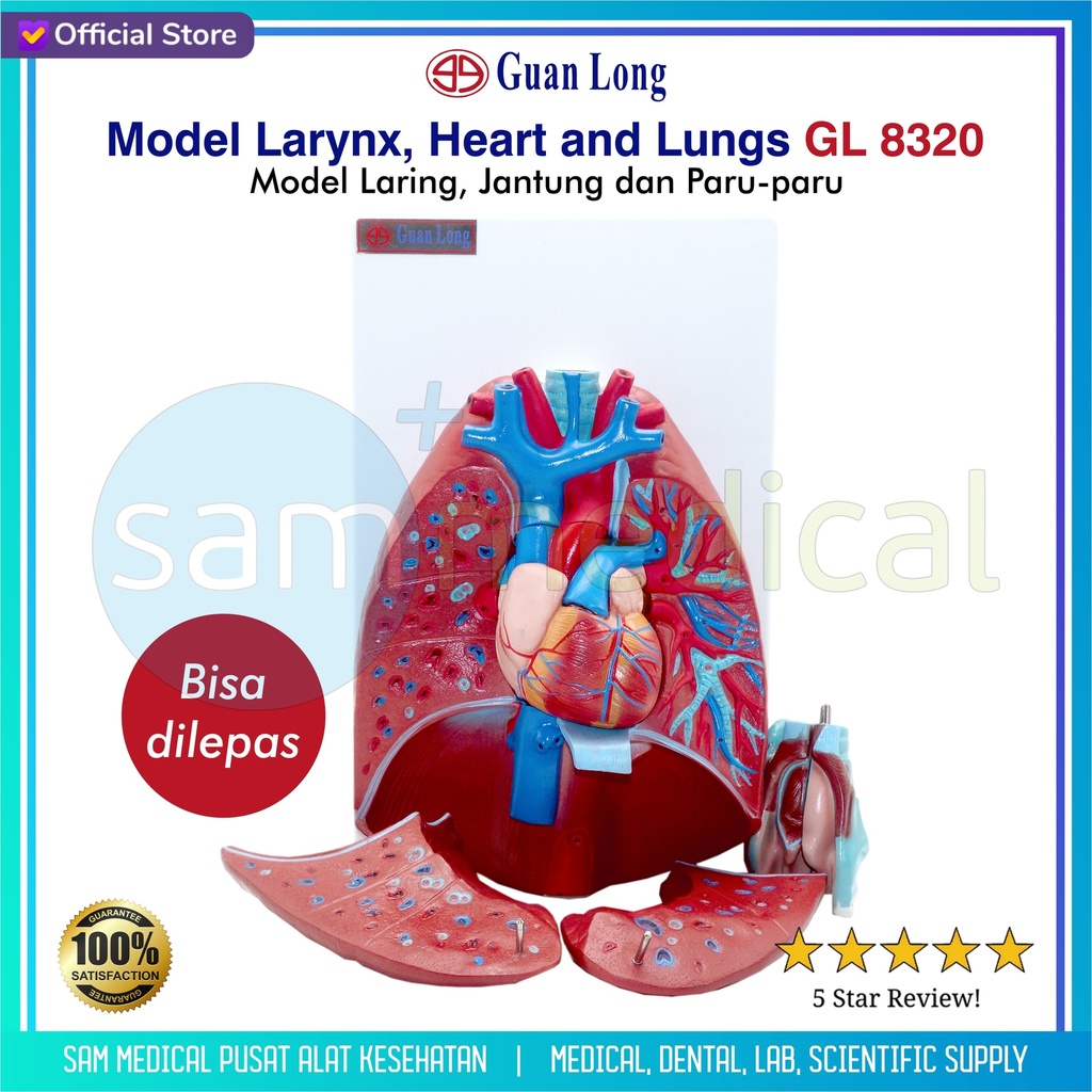 [00120230174] Guan Long Model Larynx, Heart and Lungs GL 8320