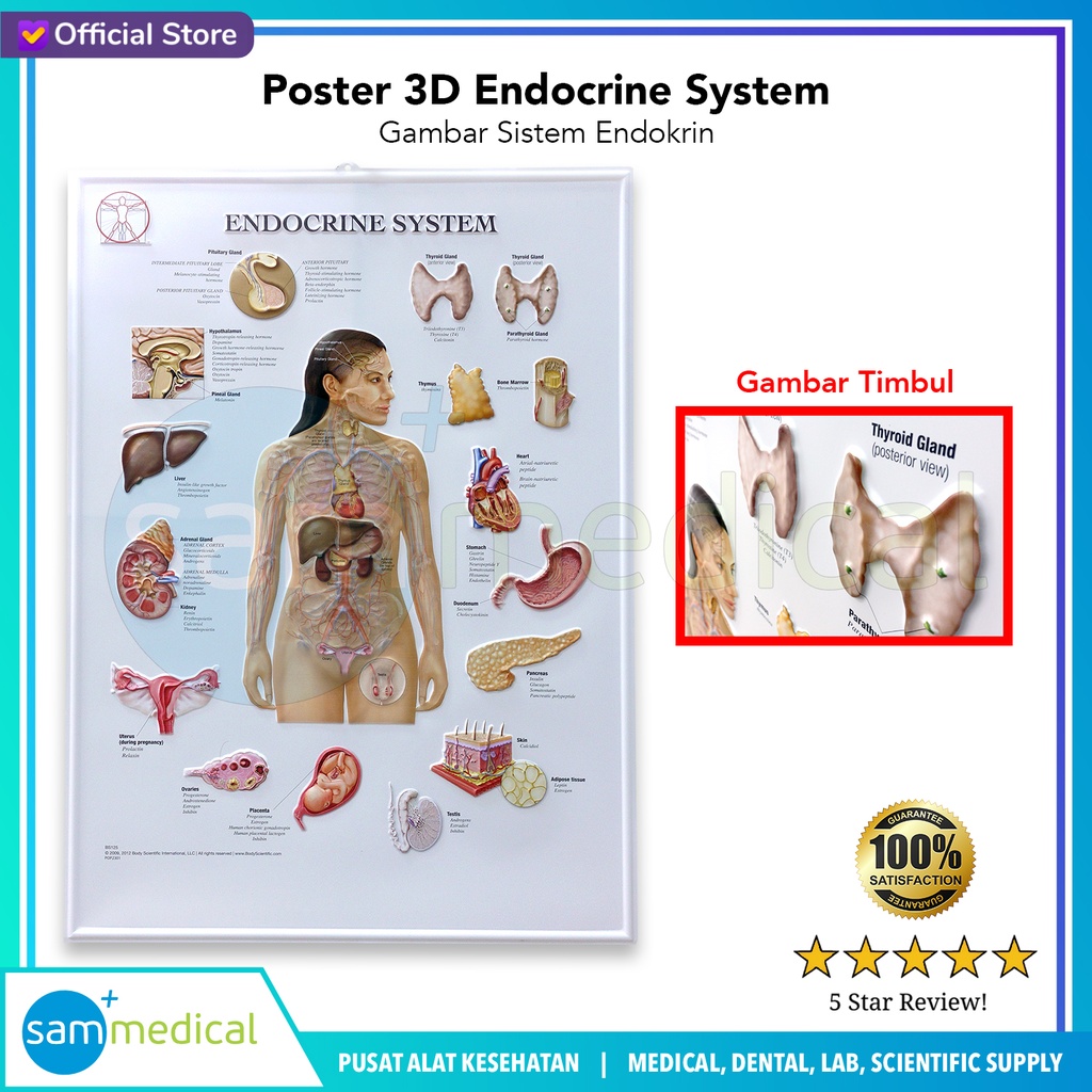 [00120230289] Poster 3D Endocrin System BS 125