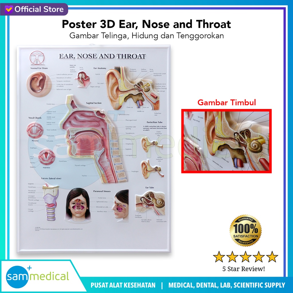 [00120230291] Poster 3D Ear, Nose and Throat BS 180