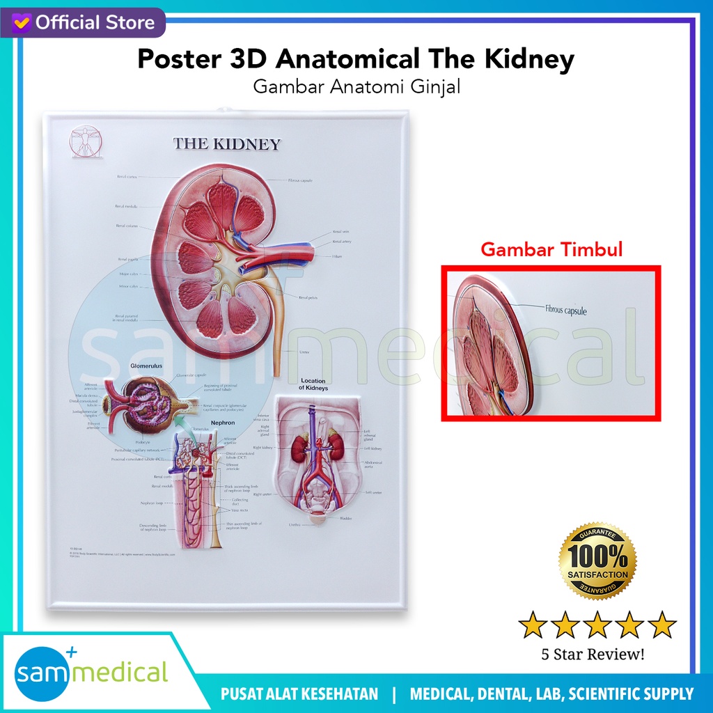 [00120230293] Poster 3D Anatomical The Kidney BS 146