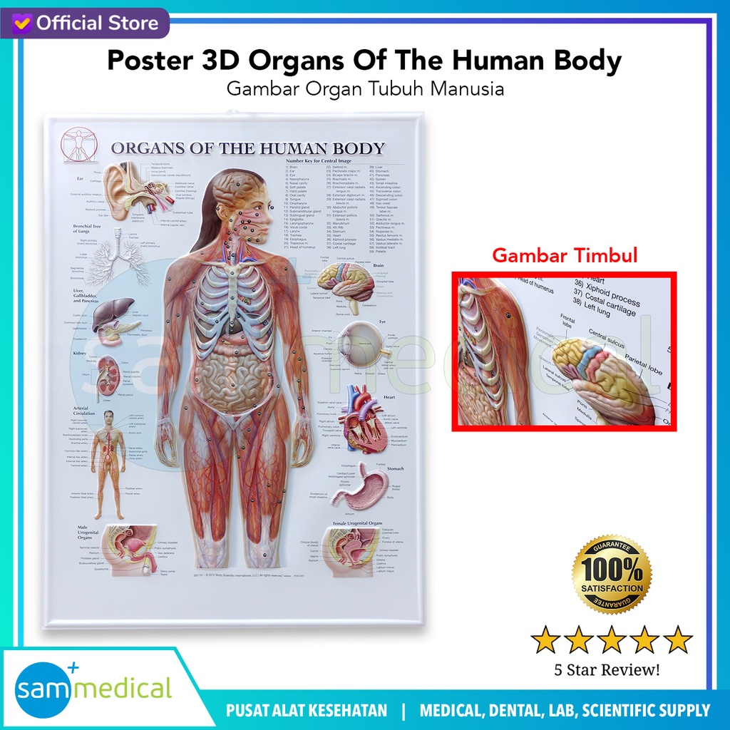 [00120230294] Poster 3D Organs Of The Human Body BS 110