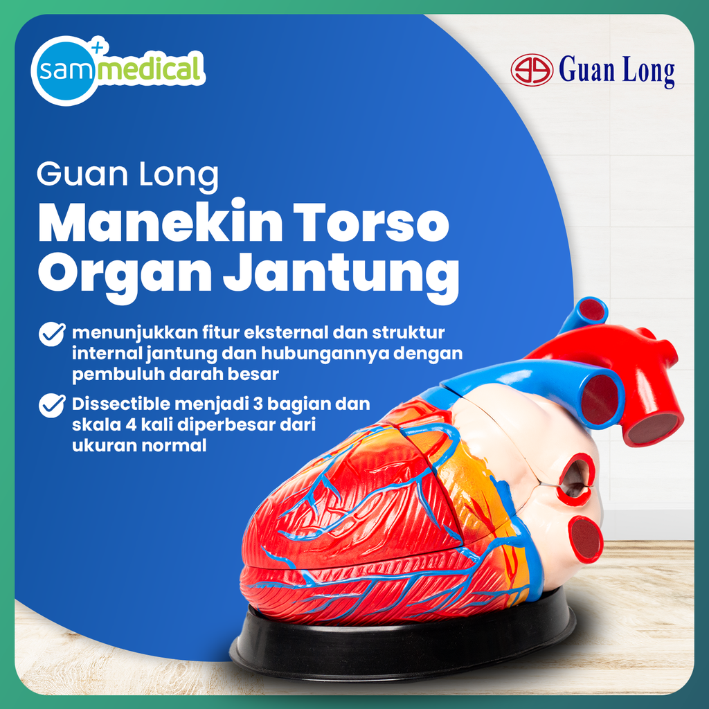 [00120230302] Guan Long Manikin Model Jantung GL 8307