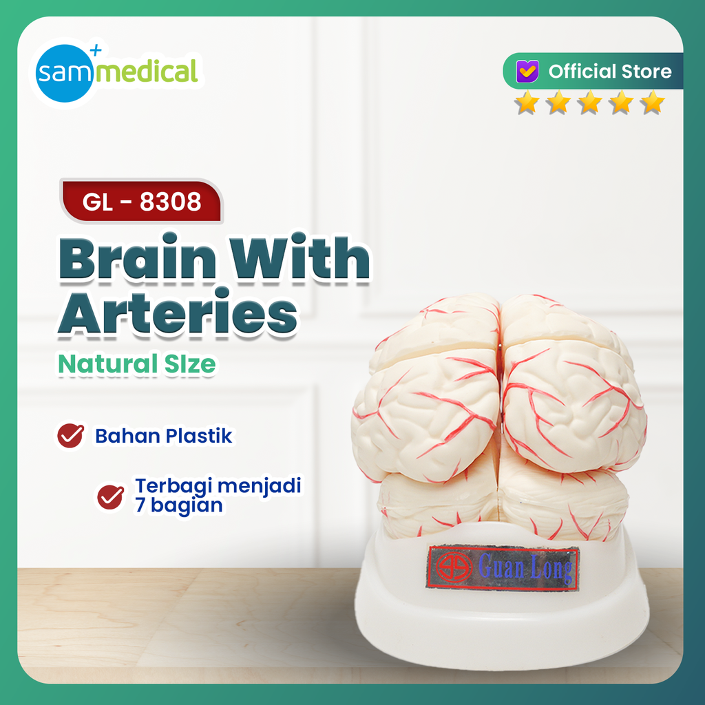 [120231065] Guan Long GL-8308 Brain With Arteries