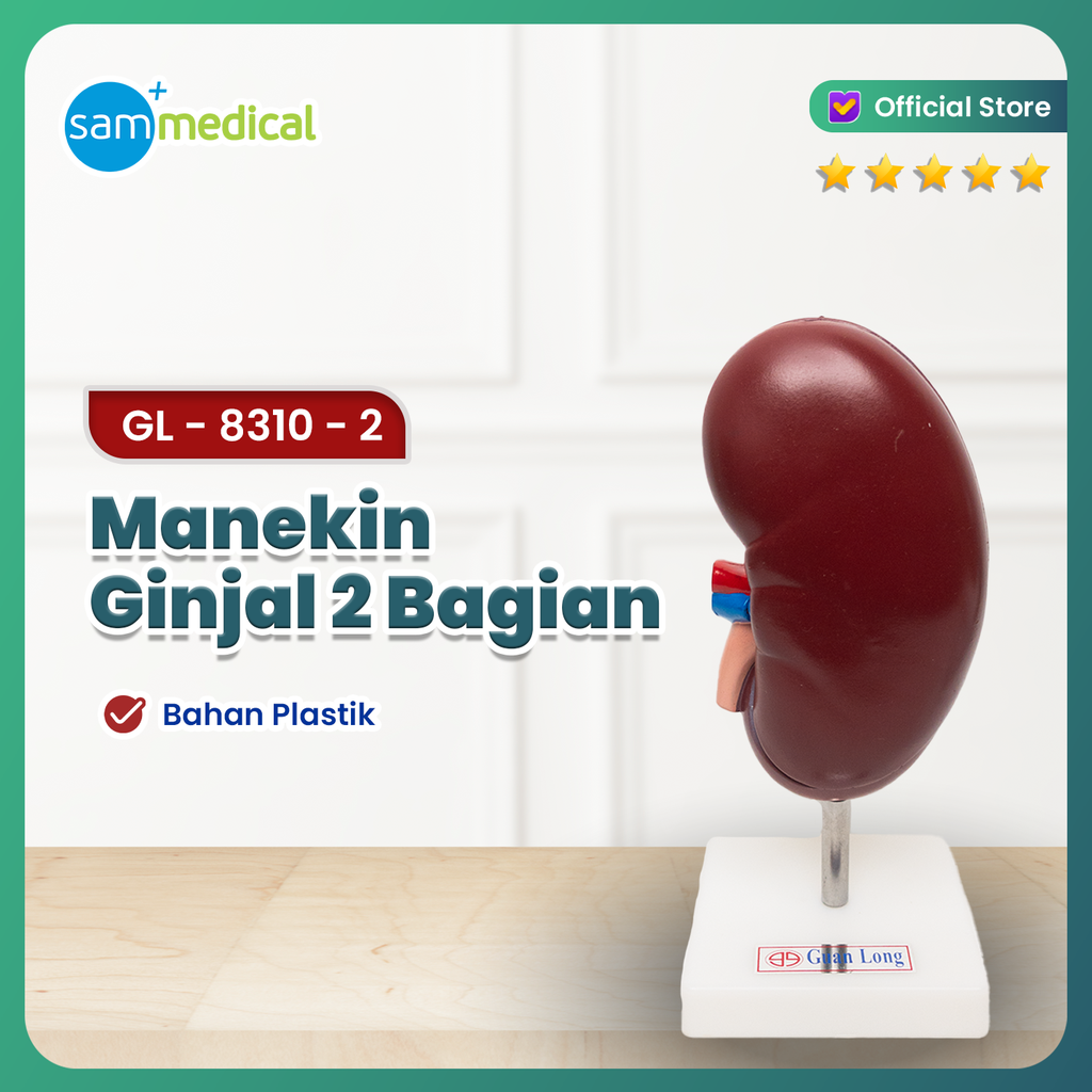 [120231205] Guan Long Manikin Ginjal 2 Bagian GL 8310-2