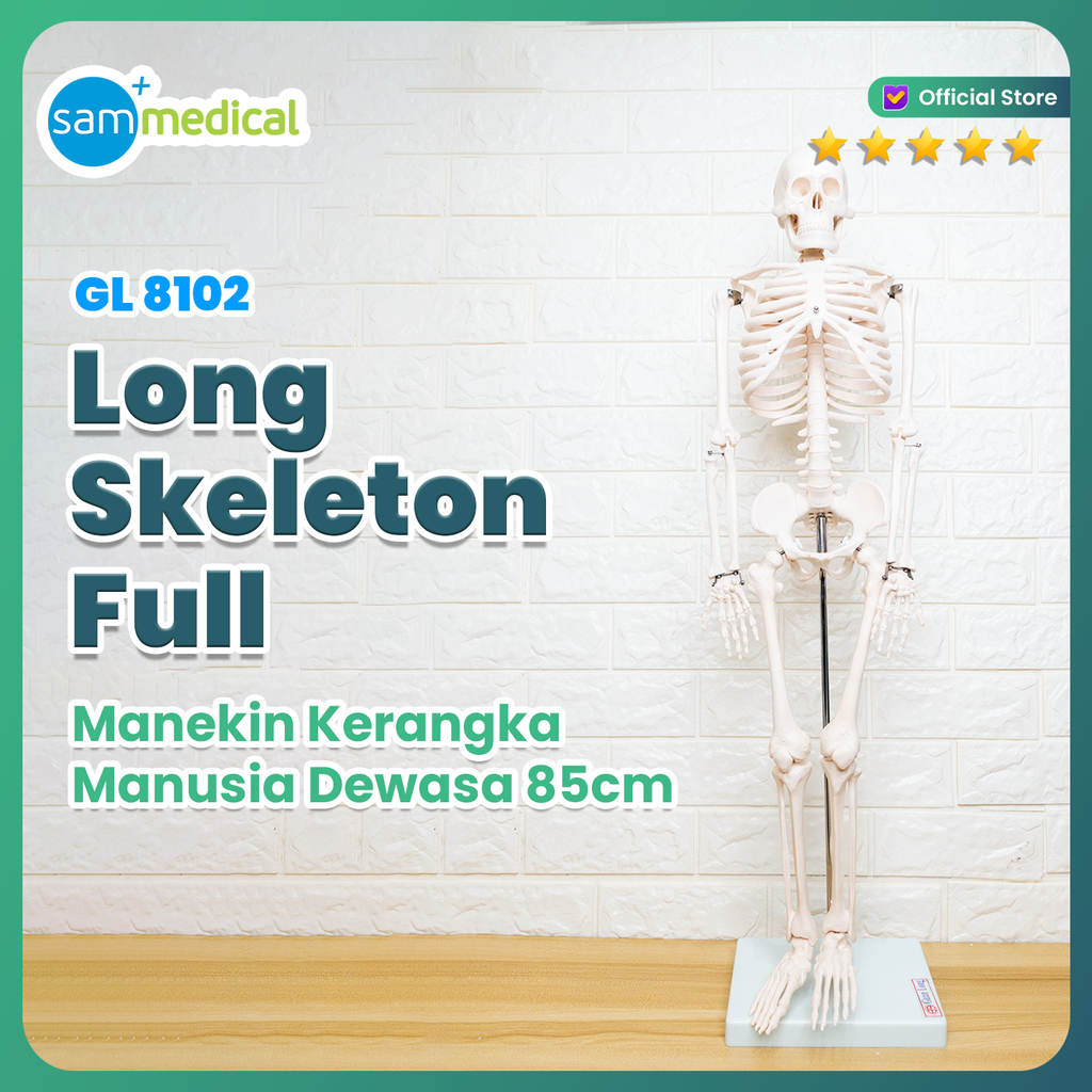 [120231310] Guan Long Skeleton Full / Kerangka manusia dewasa - 85cm GL 8102